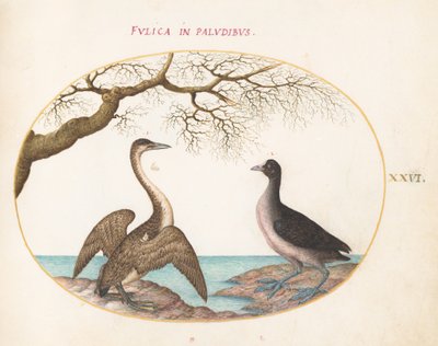 Planche 26 : Cormoran et Foulque - Joris Hoefnagel
