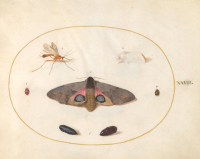 Planche 27 : Deux papillons, deux chrysalides et autres insectes - Joris Hoefnagel