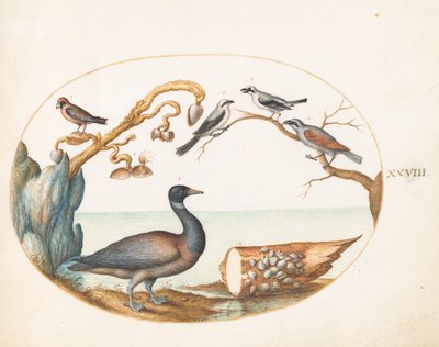 Planche 28 : Bernache nonnette avec pies-grièches et autres oiseaux - Joris Hoefnagel