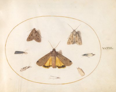 Planche 28 : Huit papillons de nuit - Joris Hoefnagel