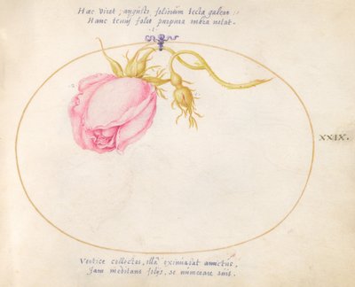 Planche 29 : Rose rose et bouton de rose - Joris Hoefnagel