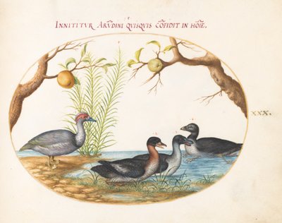 Planche 30 : Un canard de Moscovie (?), un canard à quatre pattes et deux autres oiseaux - Joris Hoefnagel