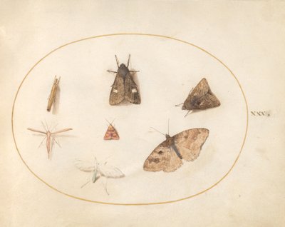 Planche 30 : Sept Papillons de Nuit - Joris Hoefnagel