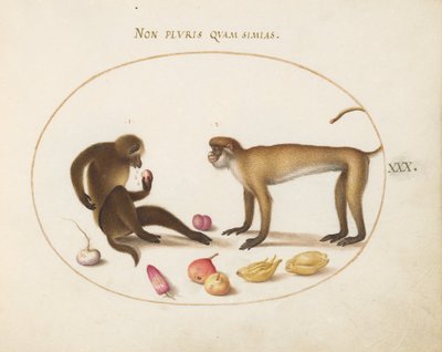 Planche 30 : Deux singes - Joris Hoefnagel
