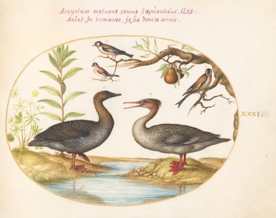 Planche 31 : Canard, Harle et trois chardonnerets - Joris Hoefnagel