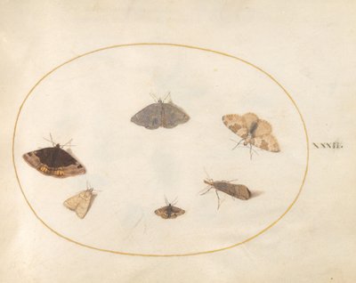 Planche 32 : Six Papillons de Nuit - Joris Hoefnagel