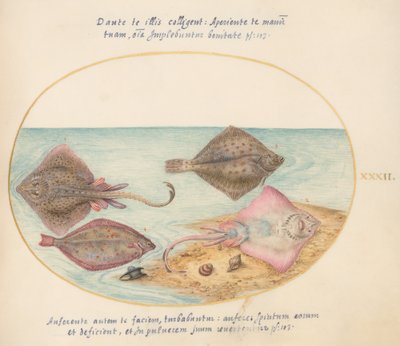 Planche 32 : Patins avec une Oothèque et Deux Poissons Plats - Joris Hoefnagel