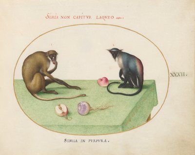 Planche 32 : Deux singes sur une table - Joris Hoefnagel