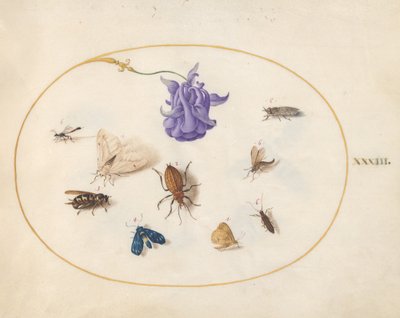 Planche 33 : Papillon de nuit et papillon avec d