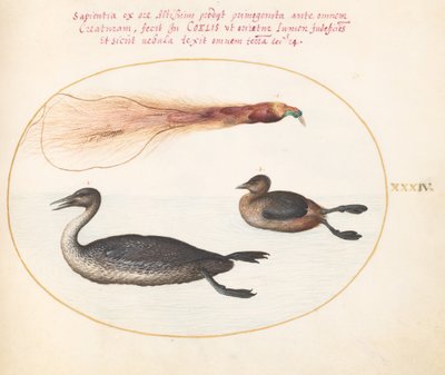 Planche 34: Oiseau de paradis avec harle(?) et grèbe(?) - Joris Hoefnagel