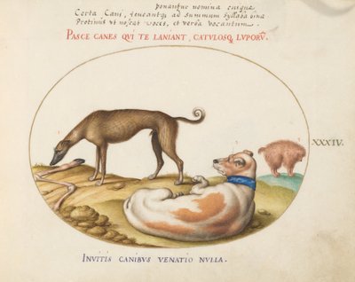 Planche 34 : Trois chiens, y compris un "Mimick" - Joris Hoefnagel