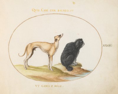 Planche 35 : Un chien de chasse et un épagneul d