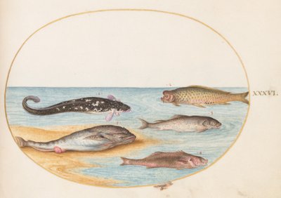 Planche 36 : Cinq poissons, dont une carpe (?) - Joris Hoefnagel