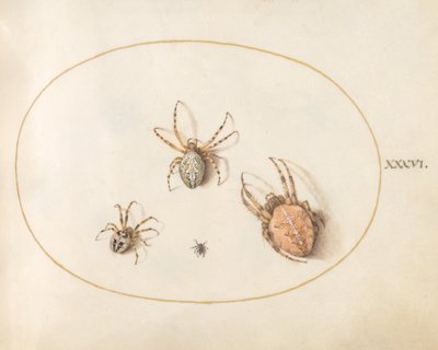 Planche 36 : Trois grandes araignées et une petite araignée - Joris Hoefnagel