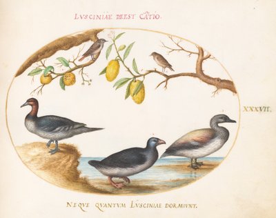 Planche 37 : Trois oiseaux aquatiques avec deux oiseaux perchés dans des arbres d
