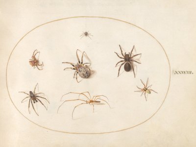 Planche 38 : Sept araignées - Joris Hoefnagel