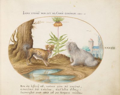 Planche 38 : Deux petits chiens avec une couronne impériale - Joris Hoefnagel