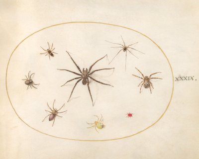Planche 39 : Huit araignées - Joris Hoefnagel