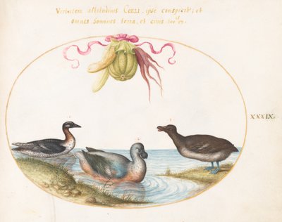 Planche 39 : Trois oiseaux aquatiques, l