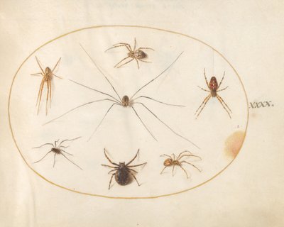 Planche 40 : Huit araignées - Joris Hoefnagel