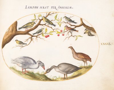 Planche 41 : Deux oies grises avec des oiseaux chanteurs dans un cerisier - Joris Hoefnagel