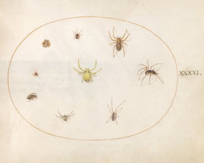 Planche 41 : Araignée jaune entourée de huit araignées - Joris Hoefnagel
