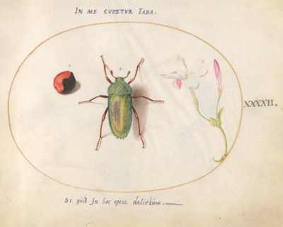Planche 42 : Scarabée bijou avec une galle de plante (?) et une fleur - Joris Hoefnagel