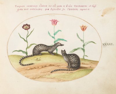 Deux genettes avec des tulipes - Joris Hoefnagel