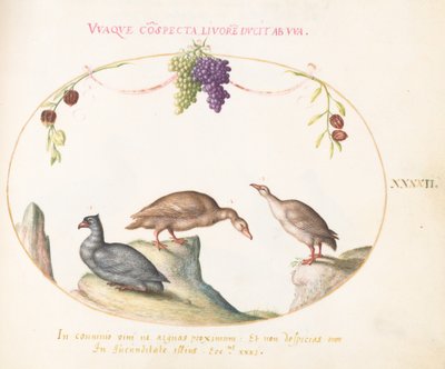 Planche 42 : Deux oies grises avec un troisième oiseau et des raisins suspendus - Joris Hoefnagel