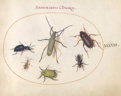 Planche 43 : Un longicorne gris doré(?), scarabée de la tanaisie(?), cafard, punaise à pattes feuillues et autres insectes - Joris Hoefnagel