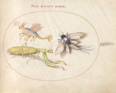 Planche 44 : Mante et éphémère avec un insecte imaginaire - Joris Hoefnagel