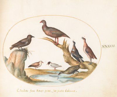 Planche 45 : Mouettes et autres oiseaux sur une rive - Joris Hoefnagel