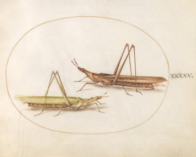 Planche 45 : Deux sauterelles à tête longue (?) - Joris Hoefnagel