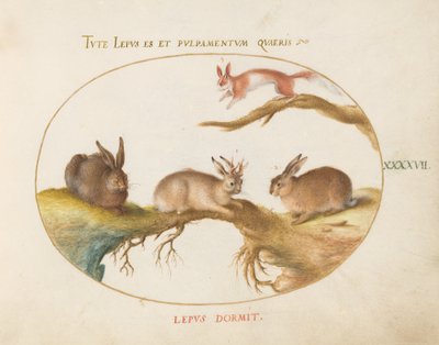 Planche 47 : Un lièvre, "Jackalope", un lapin et un écureuil tacheté - Joris Hoefnagel
