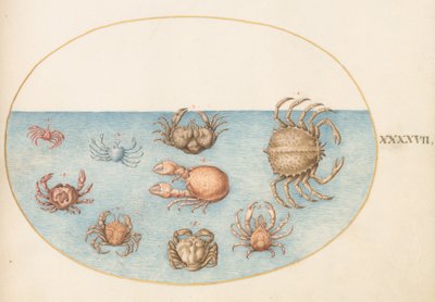 Planche 47 : Neuf crabes - Joris Hoefnagel