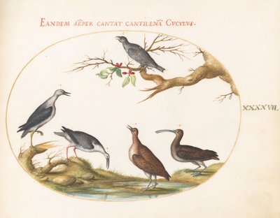Planche 47 : Oiseaux de rivage avec un oiseau perché - Joris Hoefnagel