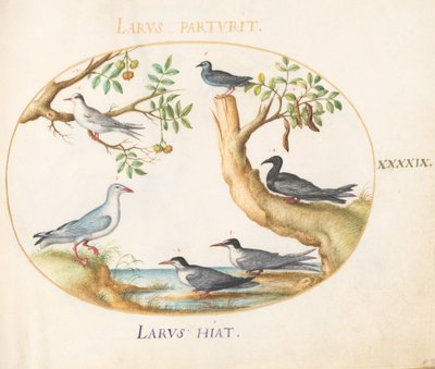 Planche 49 : Mouettes avec un caroubier et un pistachier (?) - Joris Hoefnagel