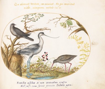 Planche 50 : Une avocette avec deux autres oiseaux - Joris Hoefnagel