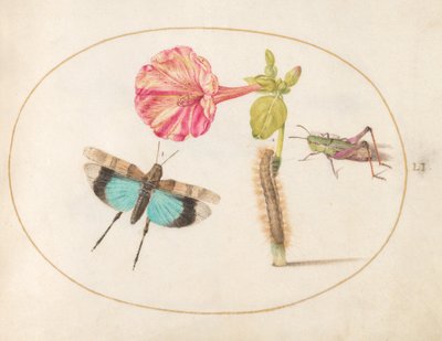 Planche 51 : Sauterelles et chenille avec une fleur de quatre heures - Joris Hoefnagel