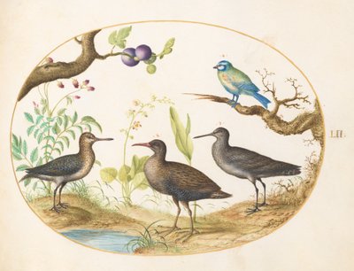 Planche 52 : Mésange bleue avec trois oiseaux échassiers et un figuier - Joris Hoefnagel