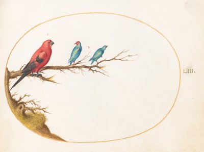 Planche 53 : Trois oiseaux vivement colorés - Joris Hoefnagel