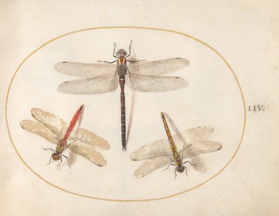 Planche 54 : Libellule velue et deux demoiselles - Joris Hoefnagel