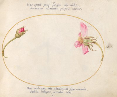Planche 56 : Un bouton de rose et une rose rose en décomposition - Joris Hoefnagel