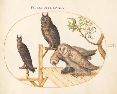 Planche 56 : Chouettes effraies avec une souris, Grand-duc (?) et une autre chouette - Joris Hoefnagel