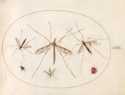 Planche 57 : Une coccinelle, une mouche et quatre autres insectes - Joris Hoefnagel