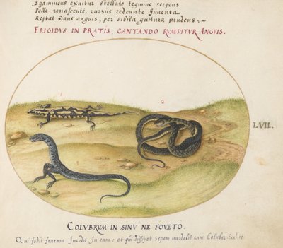 Planche 57 : Un serpent, une salamandre de feu et une créature serpentiforme à deux pattes - Joris Hoefnagel