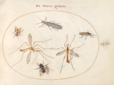 Planche 58 : Une abeille et cinq autres insectes - Joris Hoefnagel