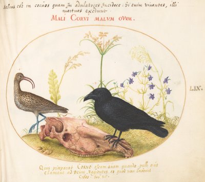 Courlis et corbeau avec crâne de cheval (planche 59) - Joris Hoefnagel