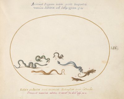 Planche 59 : Serpents et un Lézard - Joris Hoefnagel
