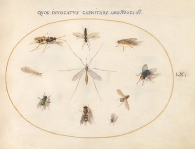 Planche 60 : Mouches et autres insectes - Joris Hoefnagel